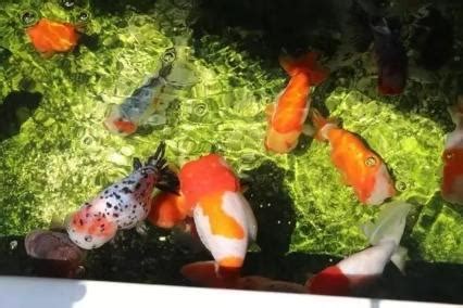 戶外養魚|室外養魚、庭院養魚，可以選擇什麼品種的觀賞魚？